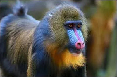 Ce primate caractérisé par un nez coloré est-il un mandrill ?