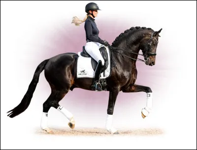 Ma robe est souvent baie avec reflet noir. Je suis souvent utilisé en dressage car je suis beau et élégant. Ma robe est belle et luisante. Qui suis-je ?