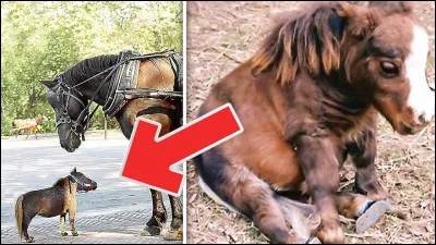 Combien mesurait-elle ?