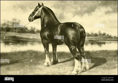Passons maintenant au cheval le plus grand. Comment s'appelait-il ?