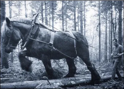 Regardons maintenant les poids. Comment s'appelle le cheval le plus lourd ?