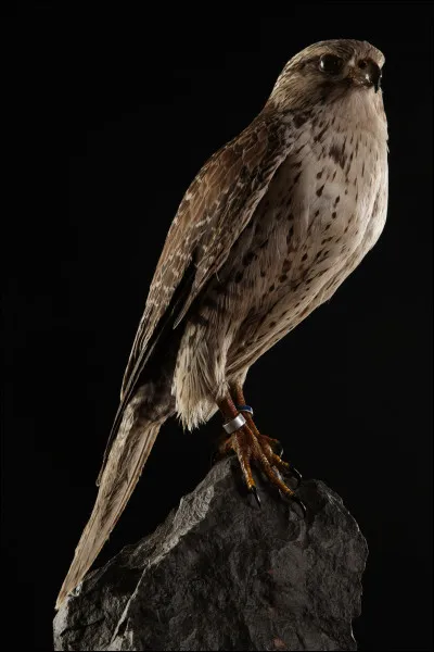 Quelle marque française, produisant des coupés sportifs à ses débuts, avait comme emblème un gerfaut (rapace) avant de changer en 2000 pour se tourner vers l'innovation électrique dans tous les domaines ?