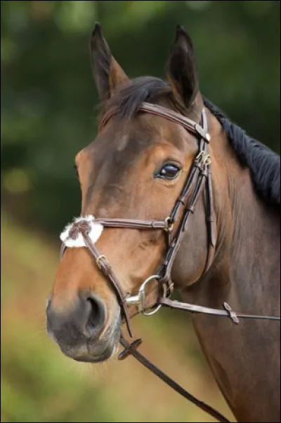 Quel est ce type de muserolle ?