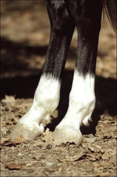 Quelles sont ces balzanes ?