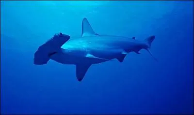 Comment s'appelle ce requin, reconnaissable  sa tte ?