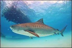 Comment s'appelle ce requin trs menac ?