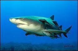 Comment s'appelle ce requin, plus jaune que les autres ?