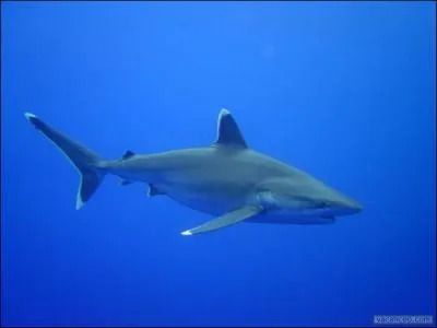 Comment s'appelle ce requin qui peut mesurer jusqu' 3m ?