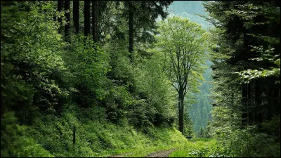 Cest une forêt.
