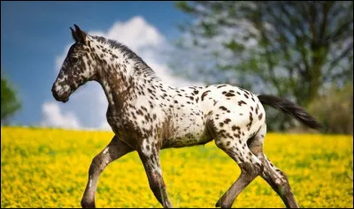 Et ce magnifique poulain est un....