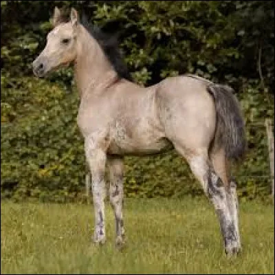 Et en dernier, celui-ci est un......