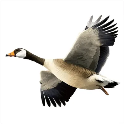 Es-tu un oiseau migrateur ?