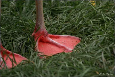 As-tu des pattes palmées ?
