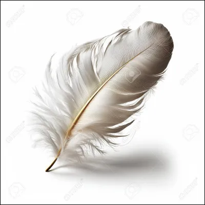 Ton oiseau est de couleur :