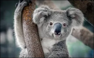 Le koala peut dormir jusqu'à 20 heures par jour.