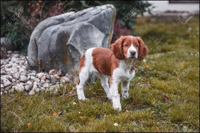 Quel est ce chien magnifique ?