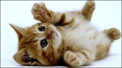 Veux-tu avoir des enfants ?