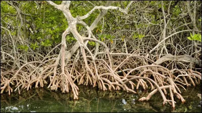 Quest-ce quest la mangrove ?