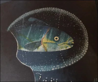 Où est le "nautile" ?