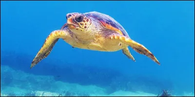 Où est la "tortue olivâtre" ?