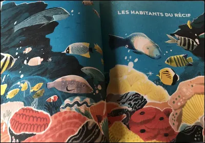 Combien abrite-t-elle despèces de coraux ?