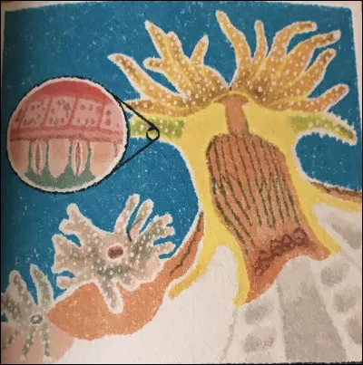 Où se trouve le corail branchu ?