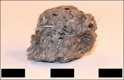 La dissection de pelotes de réjection sert à savoir le régime alimentaire de l'animal.