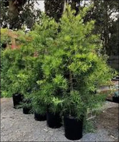 Cet arbre est un podocarpus.