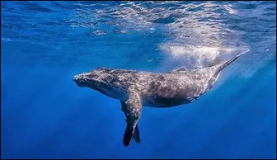 La baleine bleue est un animal en voie d'extinction.