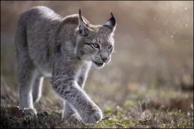 Quel animal préférerais-tu étudier ?