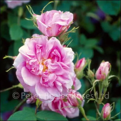 Quelle est ta saison préférée ?