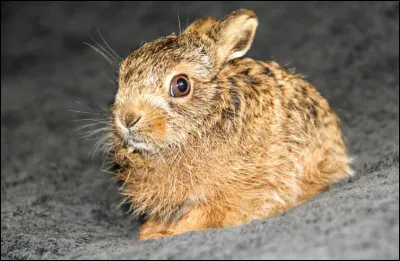 Quel est le nom en L du petit du lièvre ?