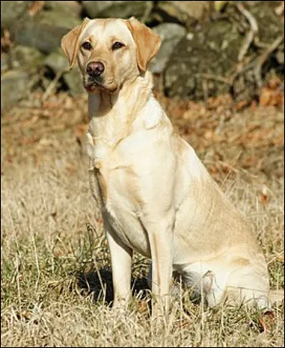 Quelle est cette race de chien en L, originaire du Canada, docile, joueur et intelligent ?