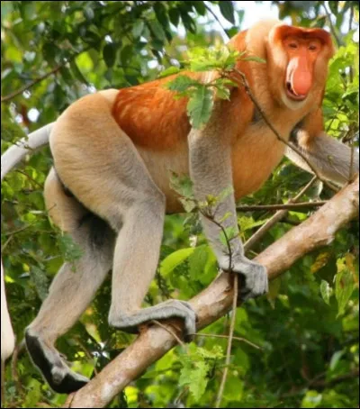 Quel est cet animal ?