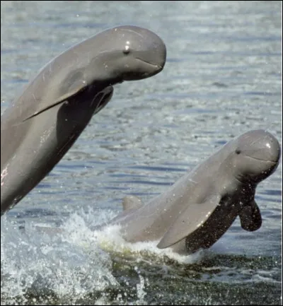 Quel est cet animal ?