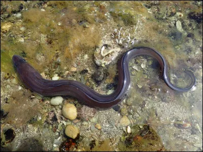 Quel est cet animal ?