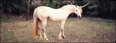 Quel est cet animal ?