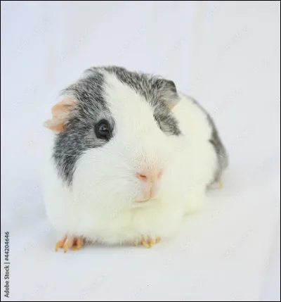 Quel est cet animal ?