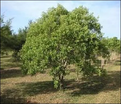 Cet arbre se nomme "santal".
