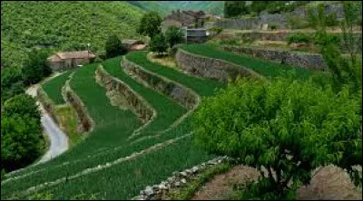 Quel légume bénéficiant d'une AOP, cultivé en terrasses et récolté à la main, est exclusivement produit dans 32 communes du Gard ?