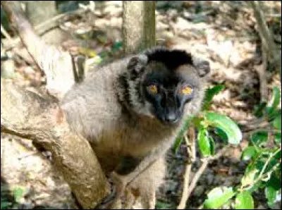 Surnommé "comba" par les habitants de Mayotte, quel petit lémurien docile, sans doute originaire de Madagascar, ne se trouve plus aujourd'hui que sur l'île des Comores, dont il est devenu l'emblème ?