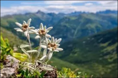 Quelle fleur alpine est surnommée "immortelle des neiges" ?