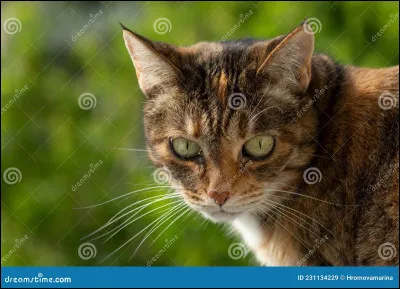 Qui fut la meilleure amie de Queue de Tortue ?