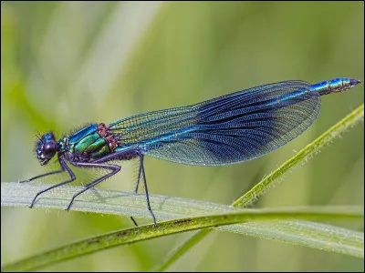 Quel est cet insecte en D, un prédateur qui se nourrit de petits insectes ?