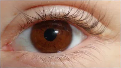 As-tu les yeux marron ?