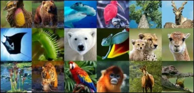Quel animal vous représente le mieux ?