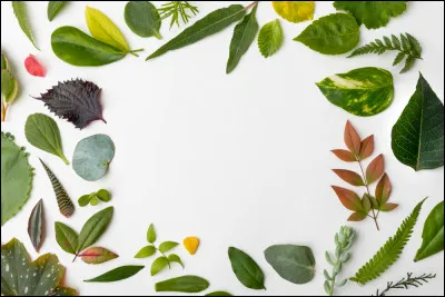 Quel élément naturel vous attire le plus ?