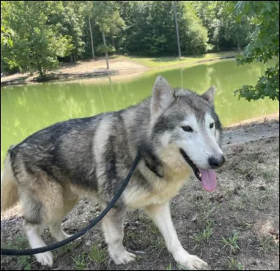 Quelle est la race de ce chien ?