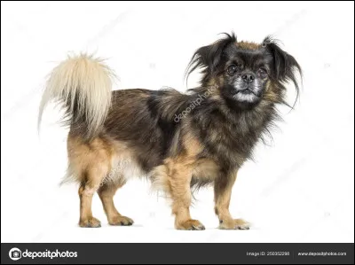 Quelle est la race de ce chien ?