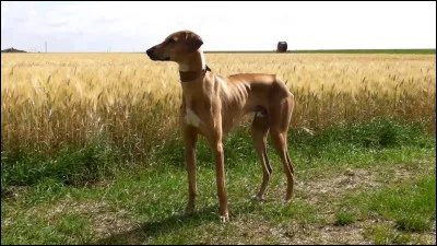 Quelle est la race de ce chien ?
